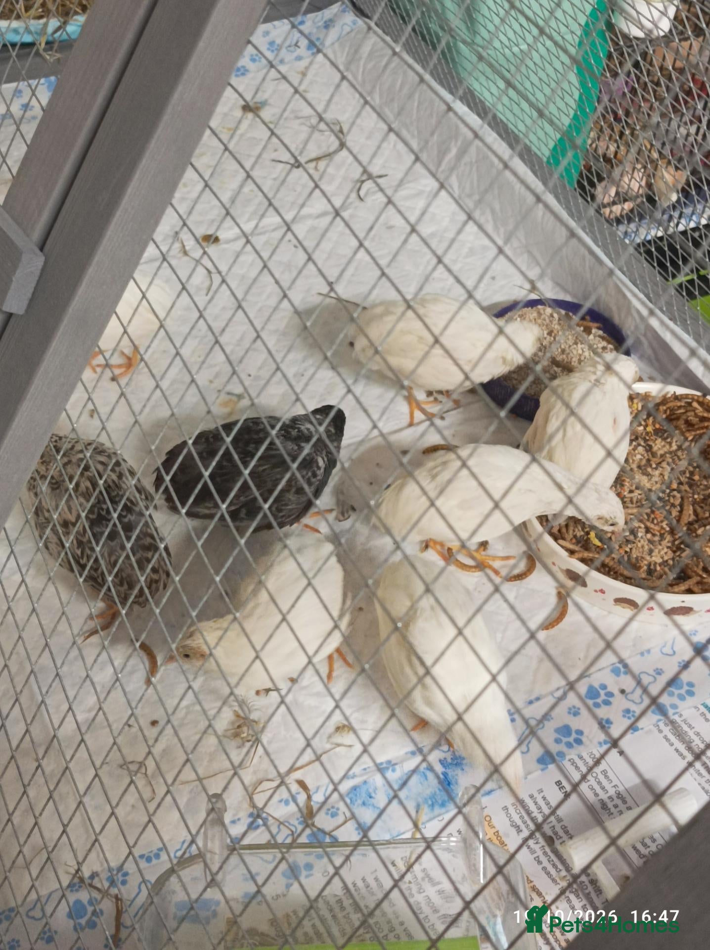 Quail poultry Adult TINY BUTTON QUAILS  - Advert 16