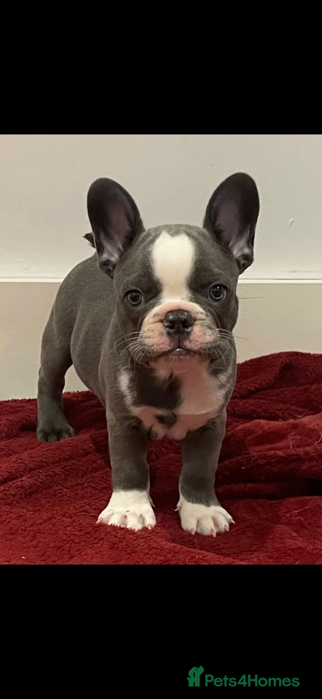 French Bulldog dogs for sale: fully vac Husky Panda Koi Frenchie=last 2ready now - Advert 7