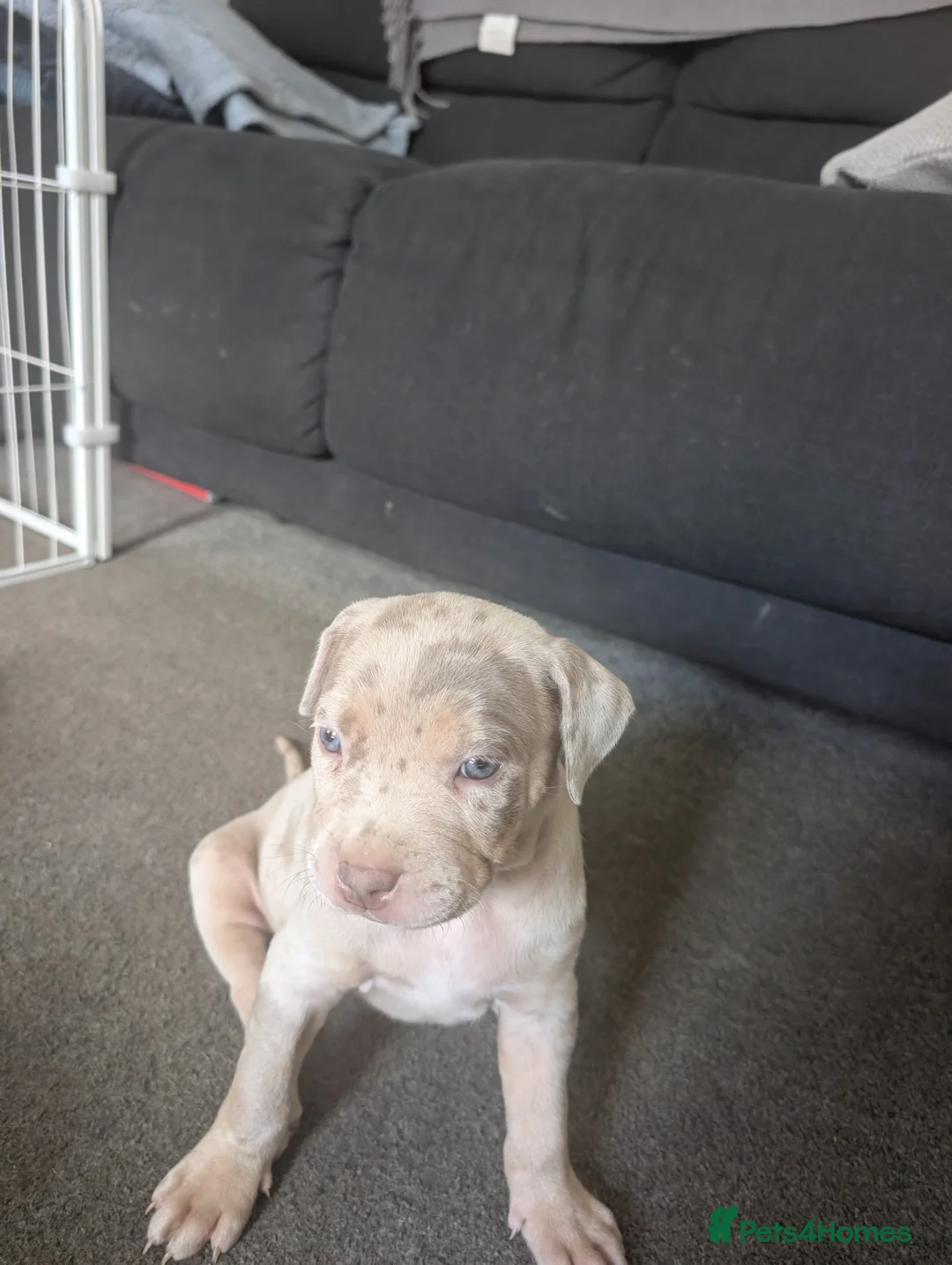 American Bull Staffy dogs for sale: American staffy dog - Advert 8