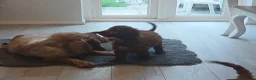 Cockapoo dogs for sale: Red and apricot cockedpoo puppys - Advert 8