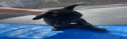 Mini Lop rabbits for sale: Mini Lop Rabbits Pure Bred  - Advert 14