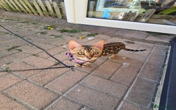 Bengal cats for sale: Bengal girl for sale - Image 6