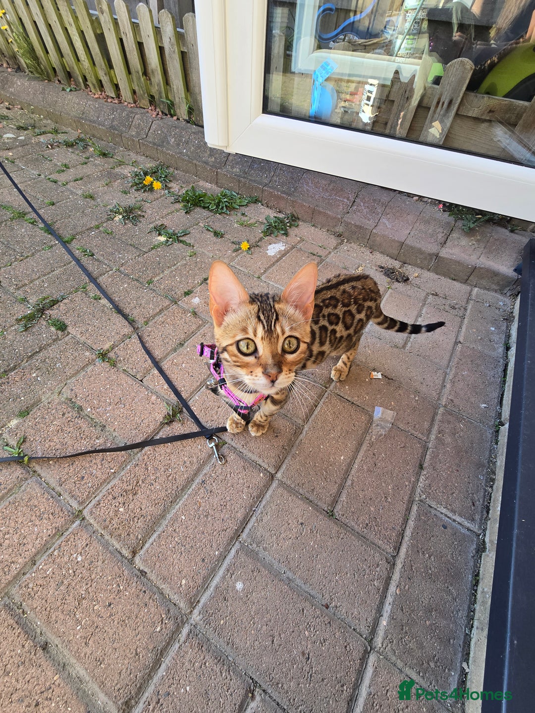 Bengal cats for sale: Bengal girl for sale - Image 6