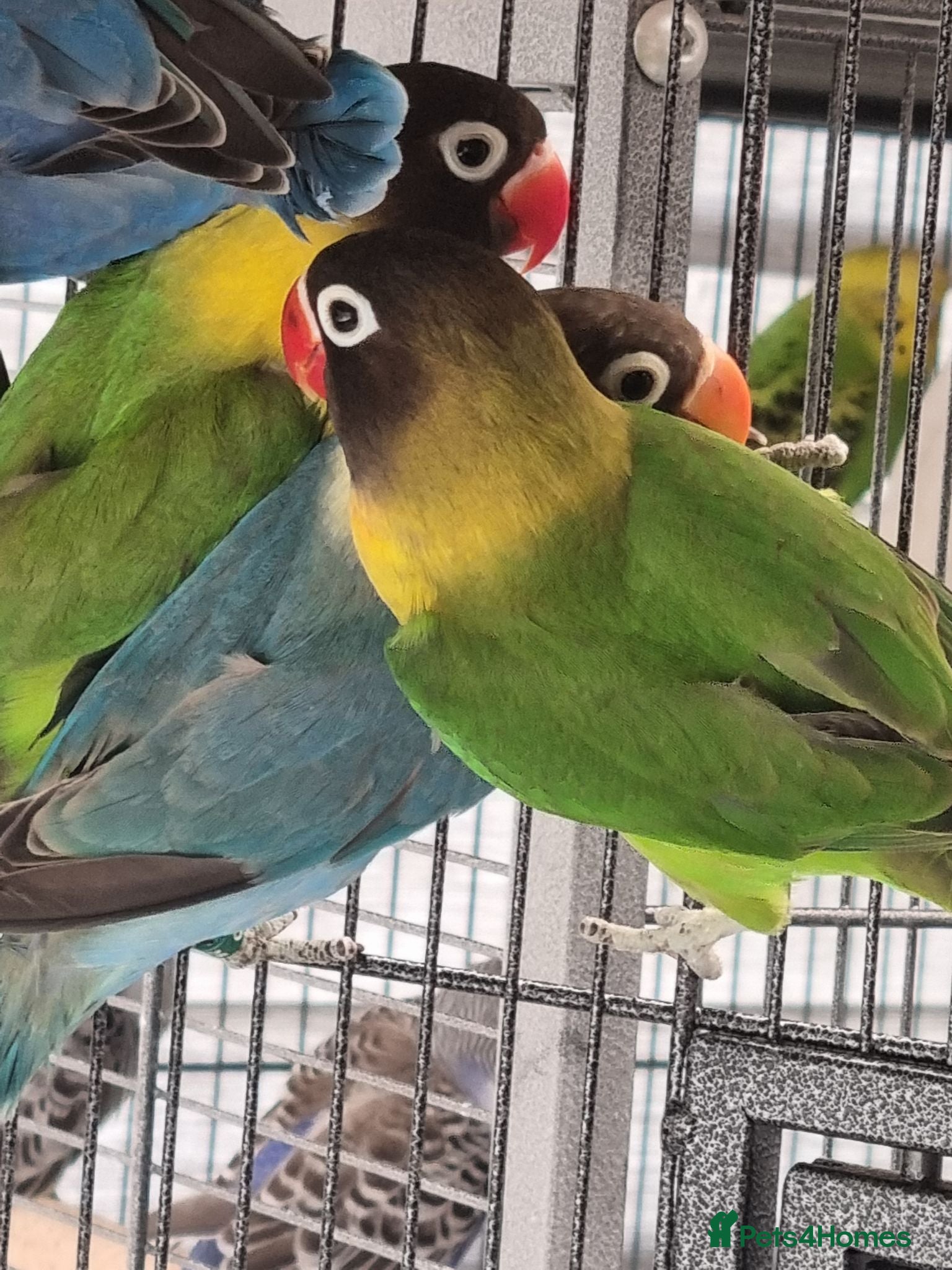 Lovebirds birds Lovebirds for sale. - Advert 1