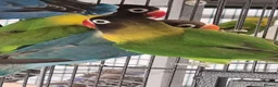 Lovebirds birds for sale: Lovebirds for sale. - Advert 1