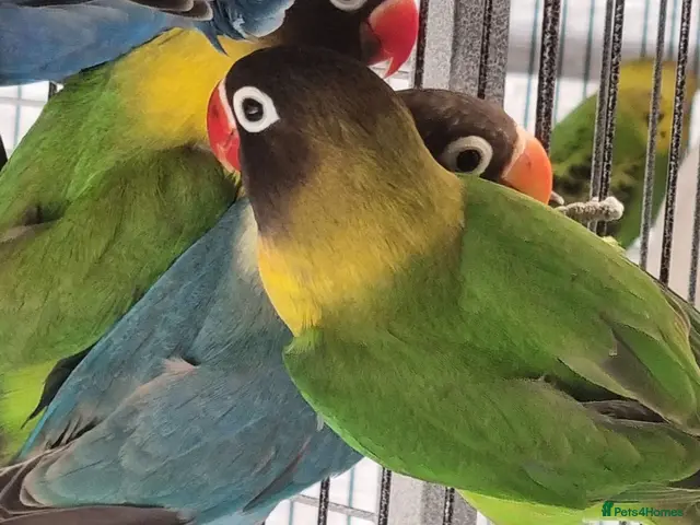 Lovebirds birds for sale: Lovebirds for sale. - Advert 1