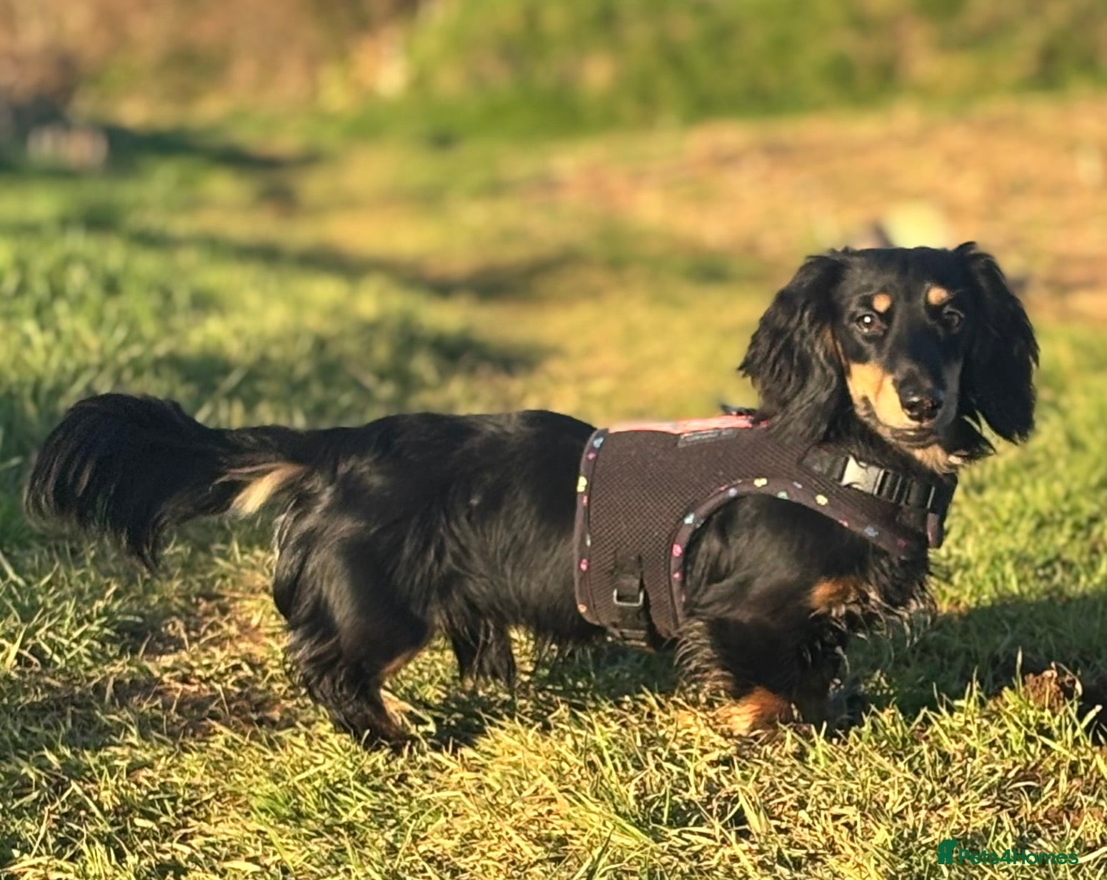 Dachshund dogs for stud: Long haired dachshund for stud  - Advert 5