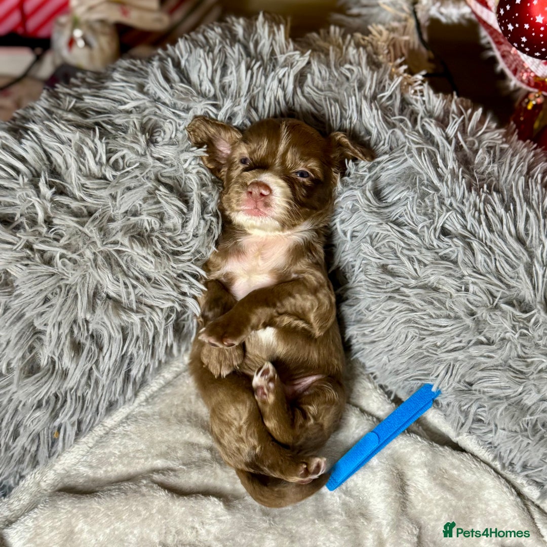 Cocker Spaniel dogs for sale: 🐶THE 8 MISFITS of SHEER BEAUTY🐶 - Advert 2