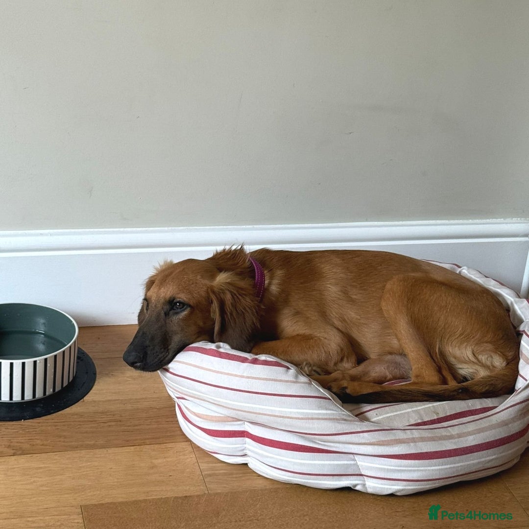 Mixed Breed dogs for adoption: Wren (Hound/Shepherd mix) - Image 11