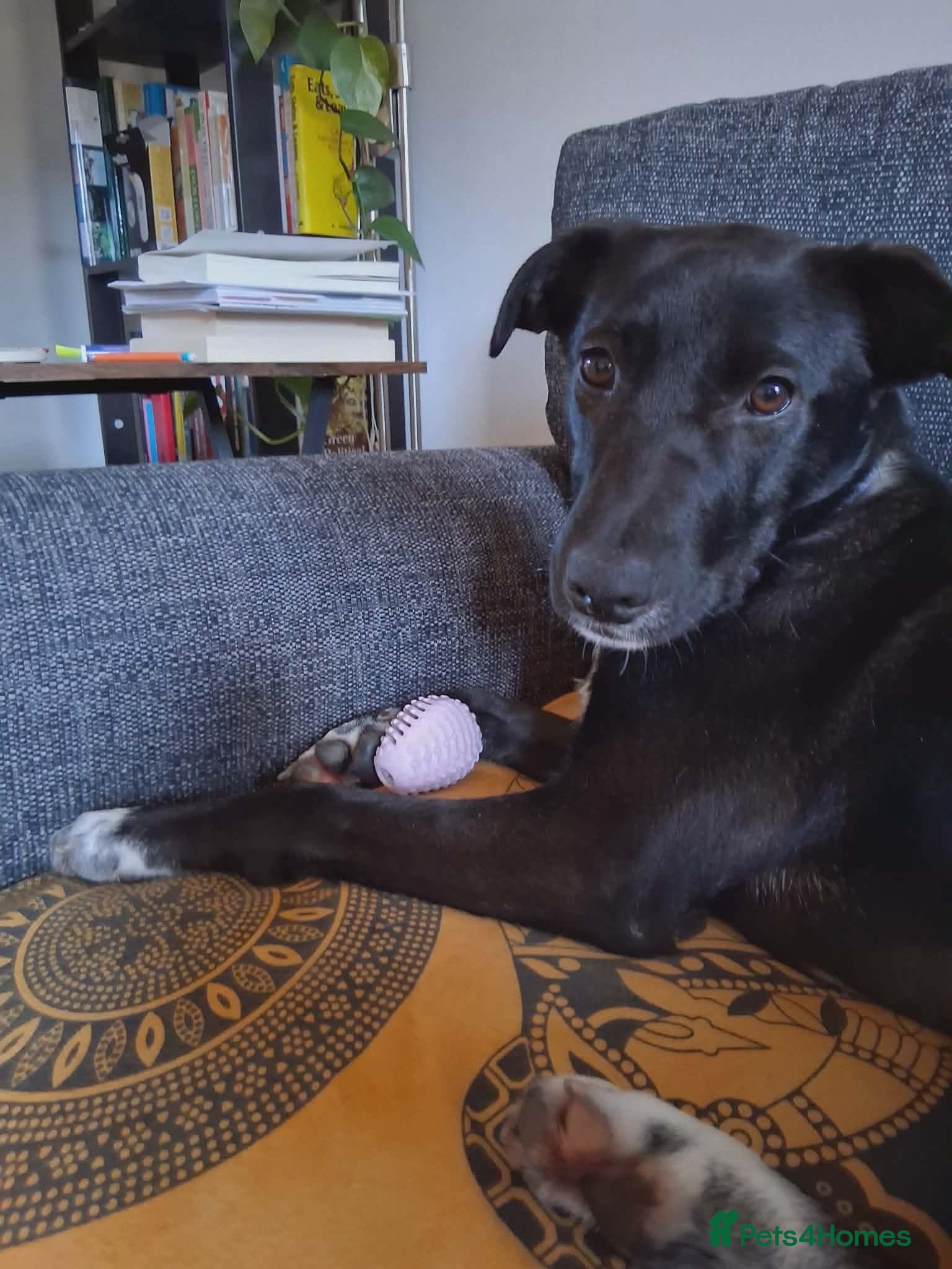 Mixed Breed dogs 💕 Iza 💕  - Advert 2