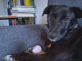 Mixed Breed dogs 💕 Iza 💕 - Advert 2