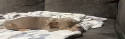 Olde English Bulldogge dogs for sale: Stunning puppies - Advert 4