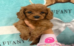 Cavapoo dogs for sale: READY NOW!! F1 Cavapoos  - Image 6