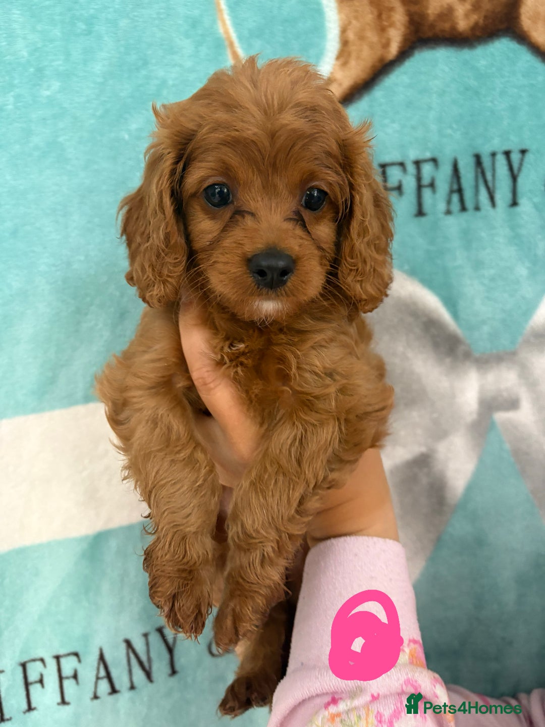Cavapoo dogs for sale: READY NOW!! F1 Cavapoos  - Image 6