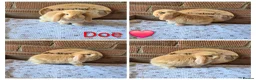 Mini Lop rabbits for sale: Gorgeous pure breed mini lops  - Advert 9