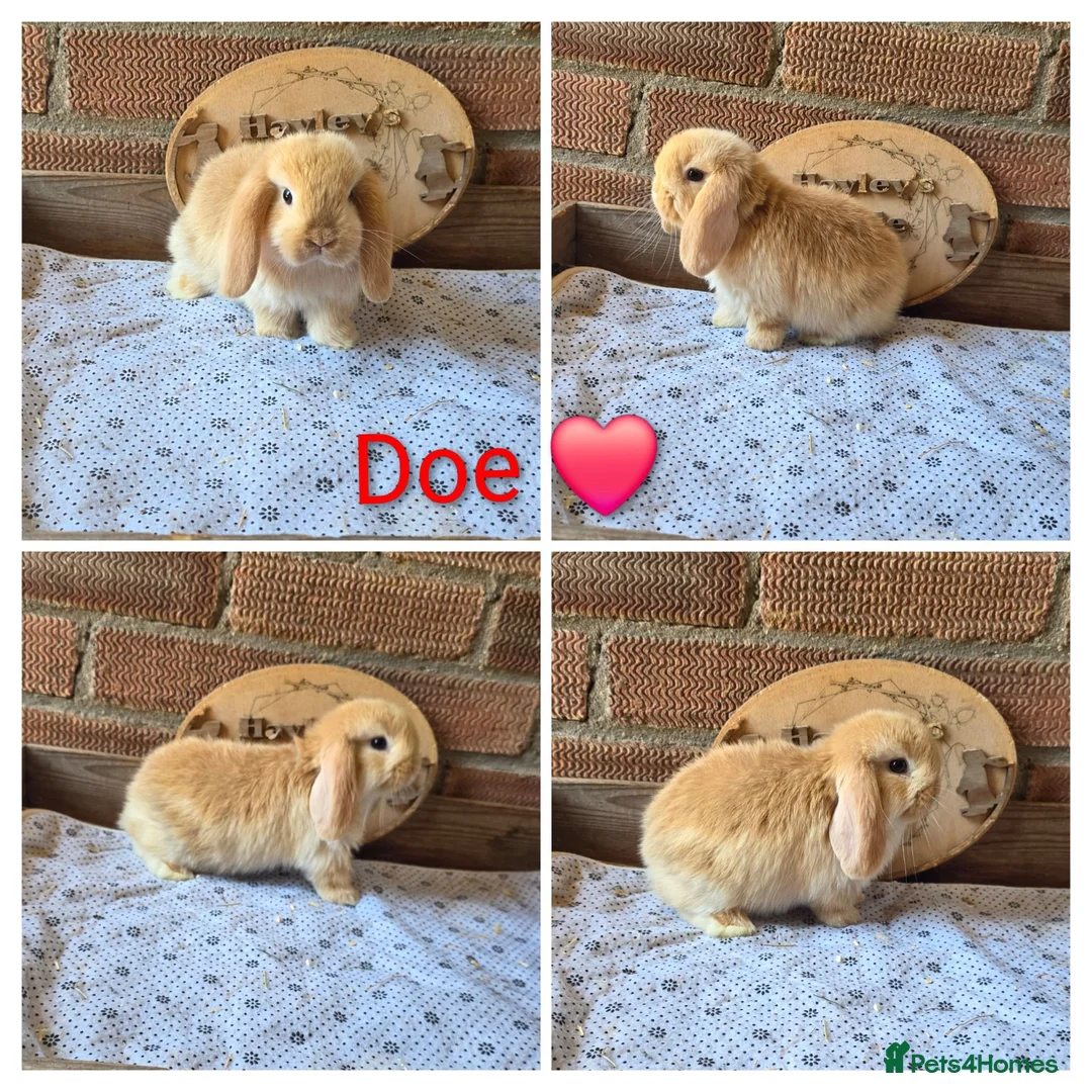 Mini Lop rabbits for sale: Gorgeous pure breed mini lops  - Advert 9