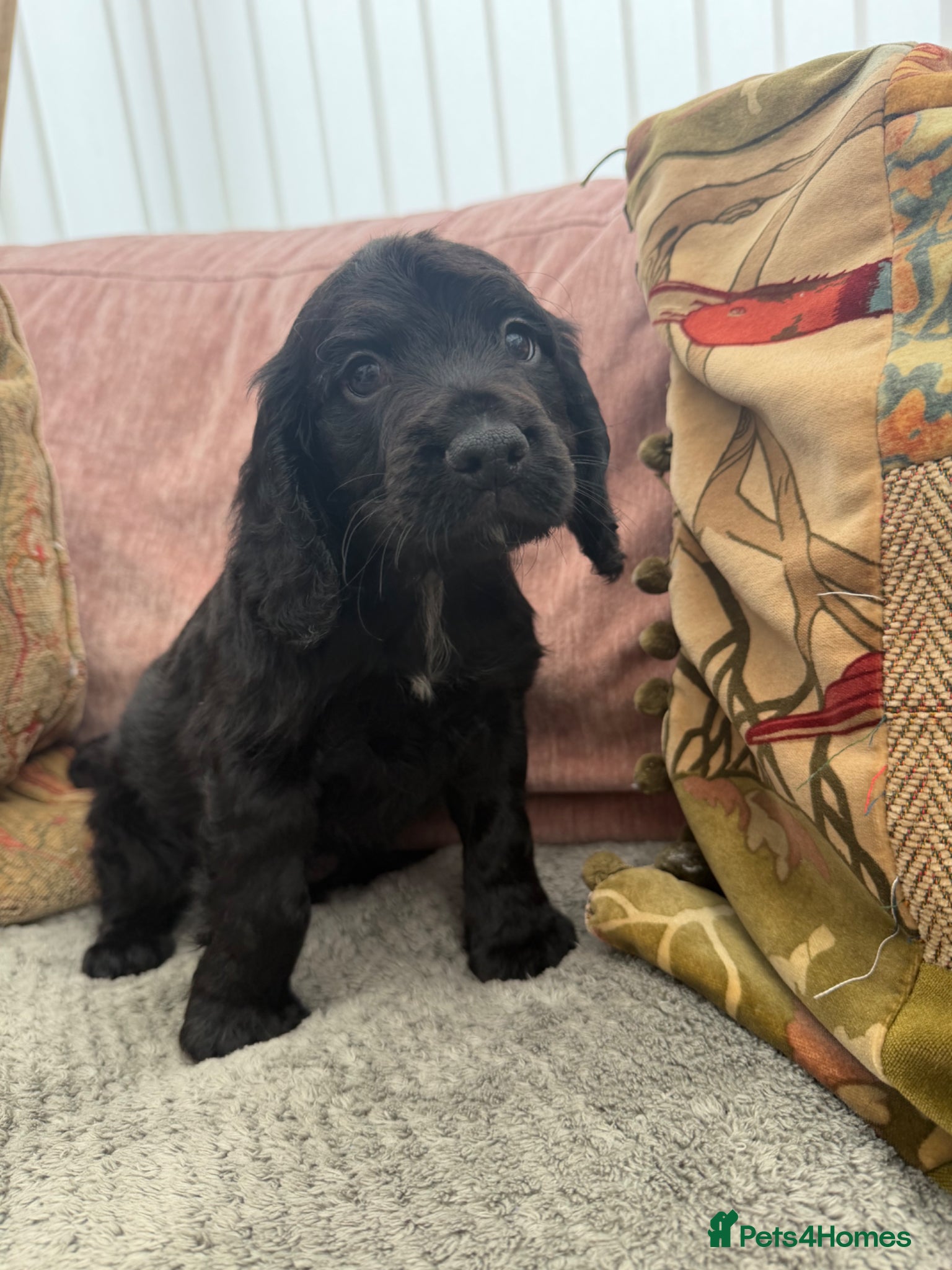 Cocker Spaniel Puppy 1