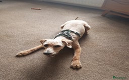 Mixed Breed dogs for sale: Brian - Image 3