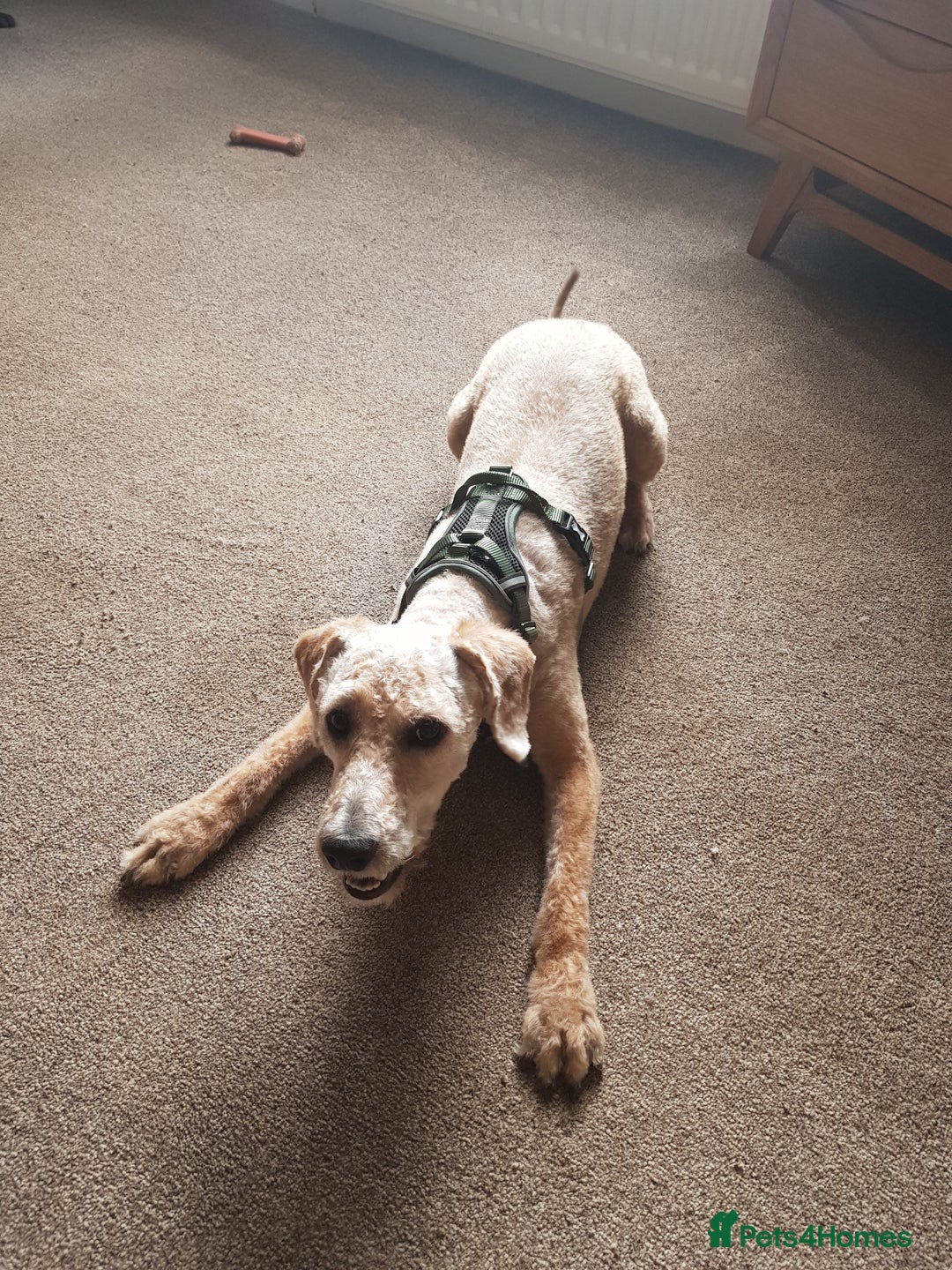 Mixed Breed dogs for sale: Brian - Image 3