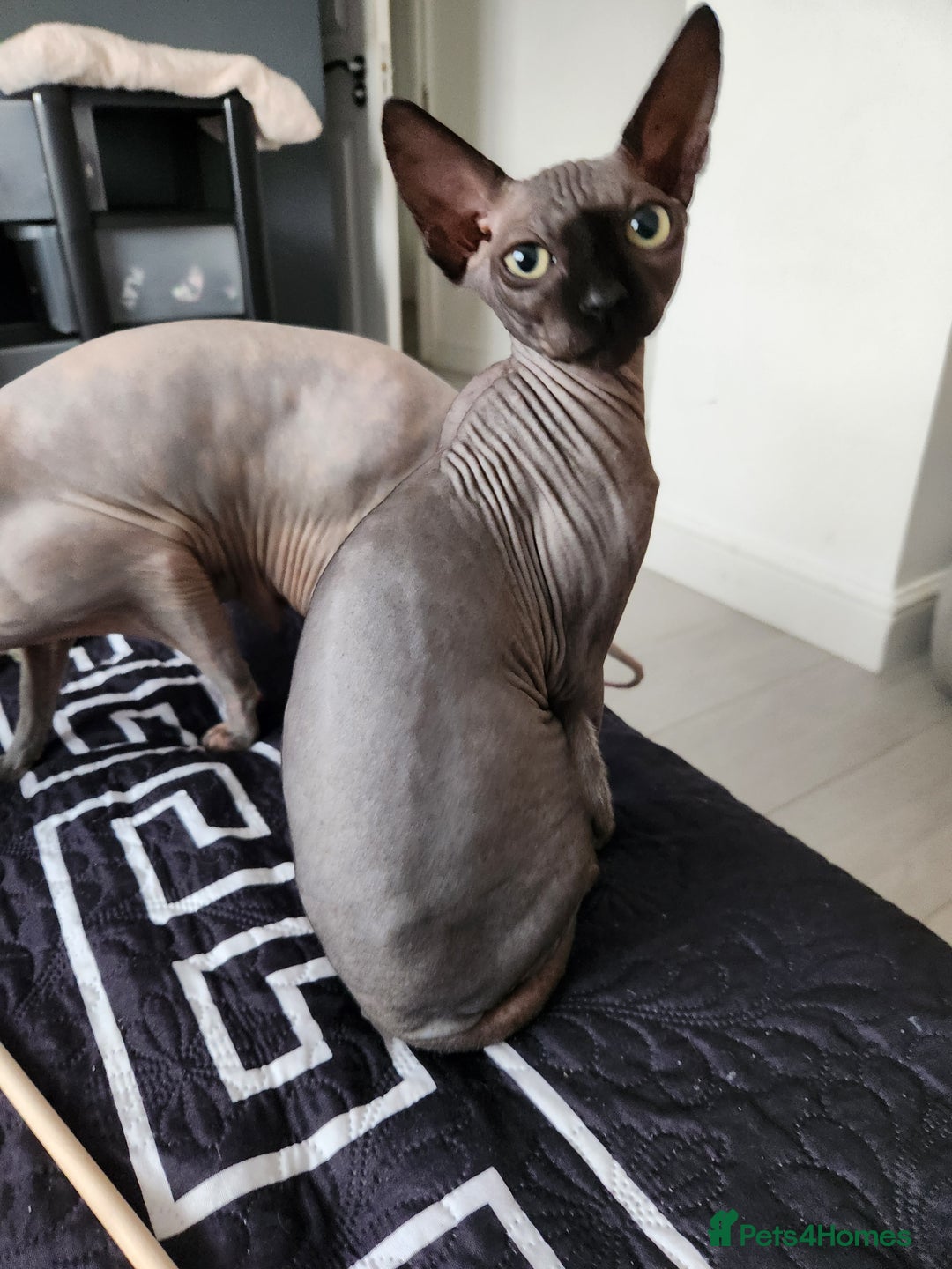 Sphynx cats for sale: 3 Lovely Canadian Sphynx kittens - Image 27
