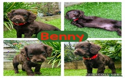 Cockapoo dogs for sale: F2 Toy Cockapoos, Two chocolate boys left - Image 3