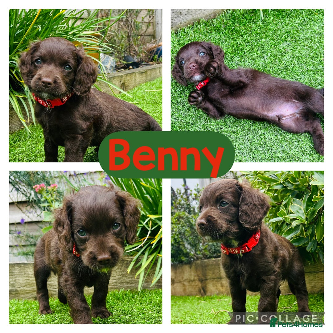 Cockapoo dogs for sale: F2 Toy Cockapoos, Two chocolate boys left - Image 3