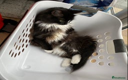 Ragdoll cats for sale: Two Ragdolls. Mom and Son. Ready for new home. - Image 21