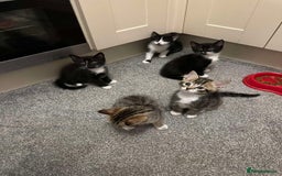 British Shorthair cats for sale: 5 cute cats  - Image 14