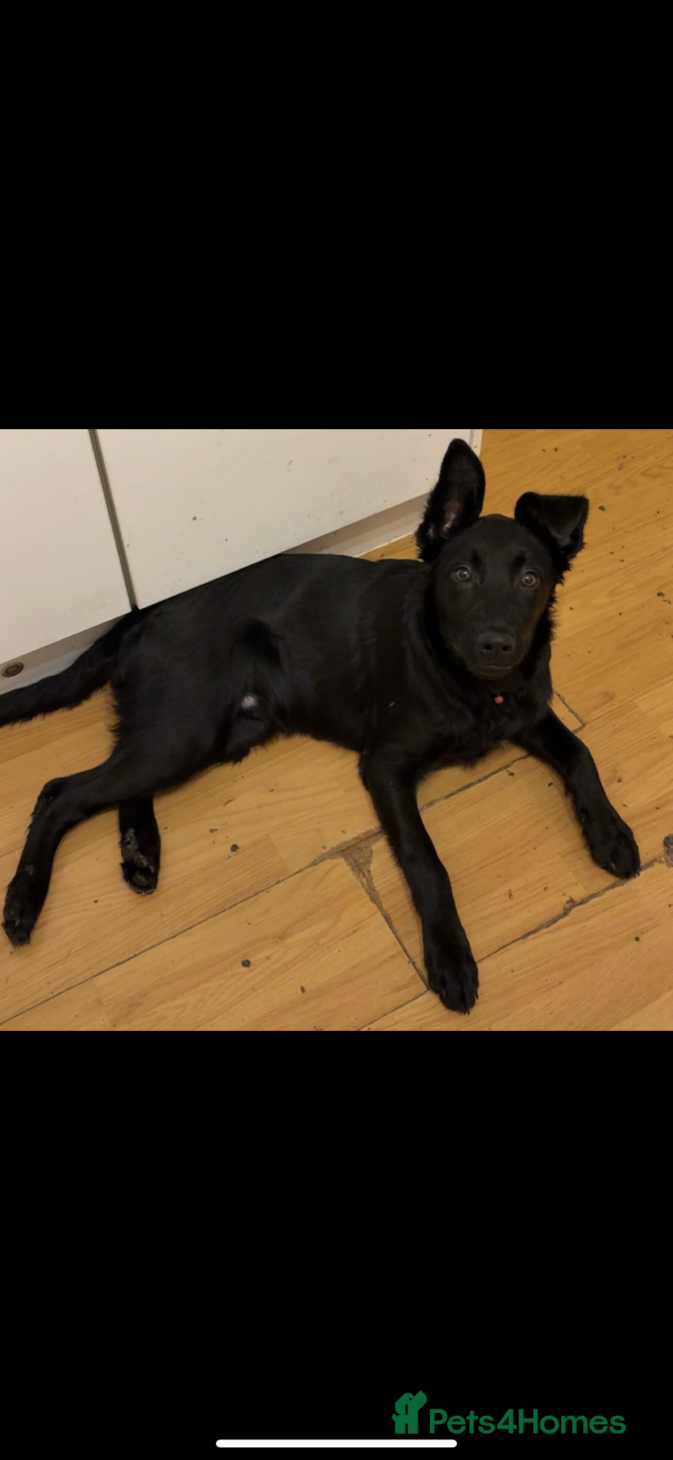 Mixed Breed dogs Belgian Malanois X Labrador  - Advert 14