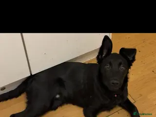 Mixed Breed dogs Belgian Malanois X Labrador - Advert 14