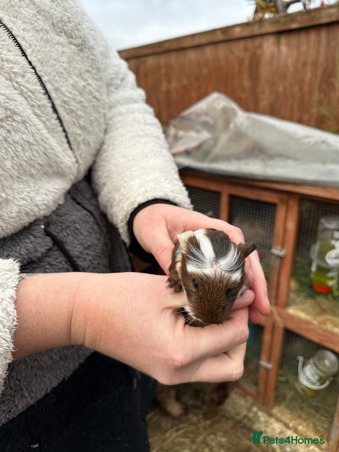 Guinea Pig rodents for sale: Male baby’s  - Advert 4