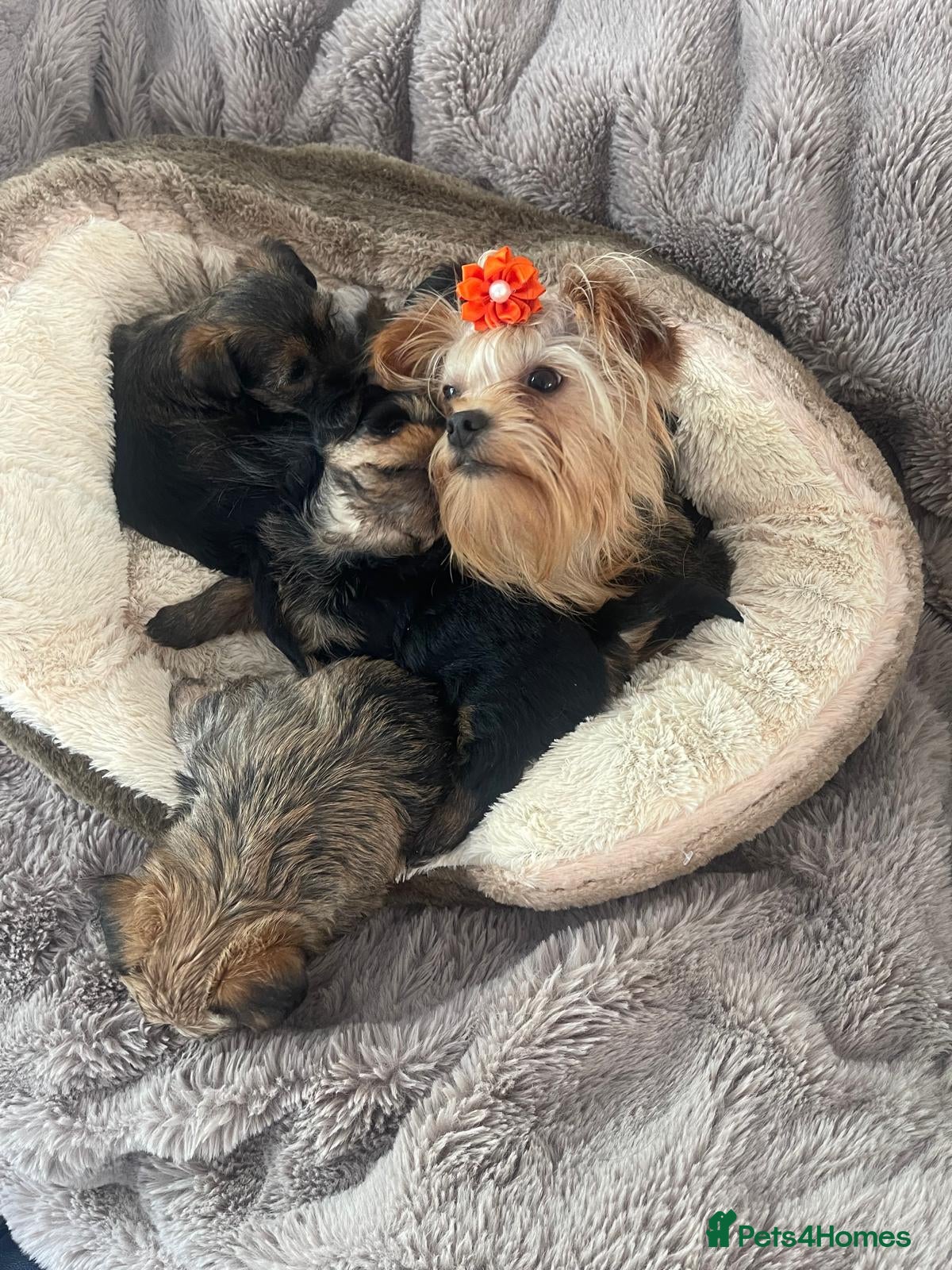 Shorkie dogs  Ready soon for their Forever Homes ✨ - Advert 1