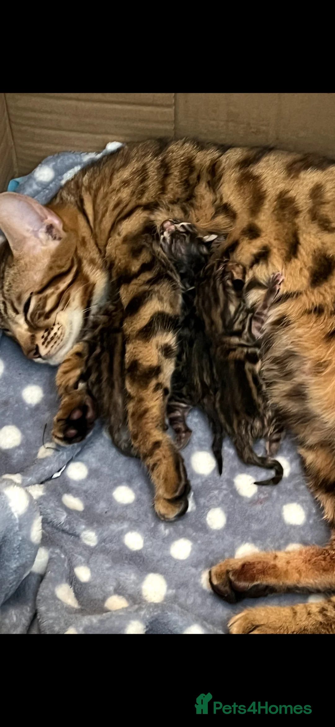 Bengal cats for sale: Bengal kittens  - Advert 1