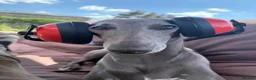 Whippet dogs for sale: KC Registered Blue Whippet Puppies in Doncaster - Advert 8