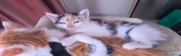Mixed Breed cats for sale: Beautiful 9 Week Old Mixed Breed Kittens Ready Now - Advert 25