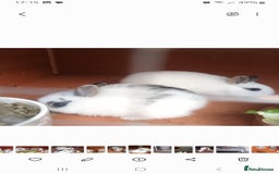 Mixed Breed rabbits for sale: Male and female baby rabbits - Image 2