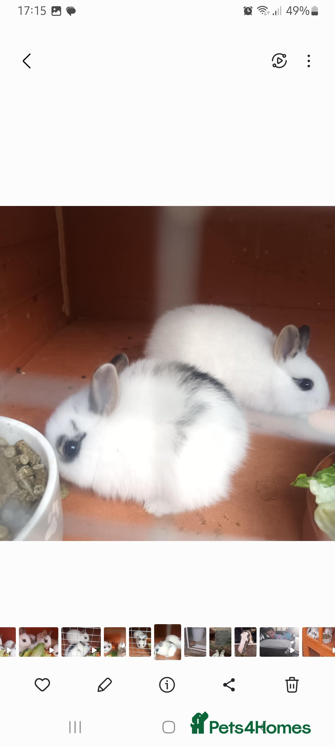 Mixed Breed rabbits for sale: Male and female baby rabbits - Image 2