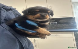 Rottweiler dogs for sale: Kc Registered Rottwiler Puppies  - Image 11