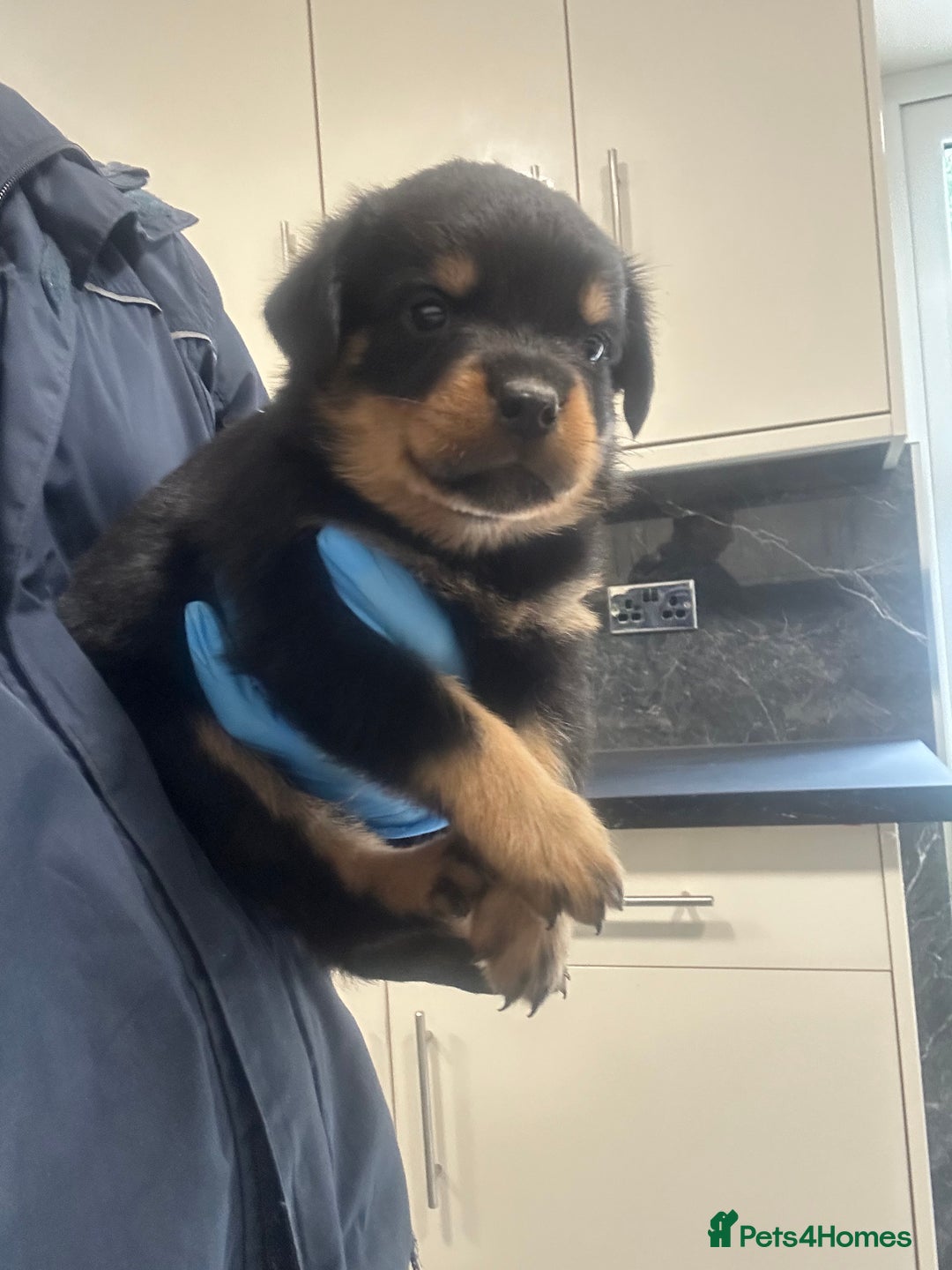 Rottweiler dogs for sale: Kc Registered Rottwiler Puppies  - Image 11