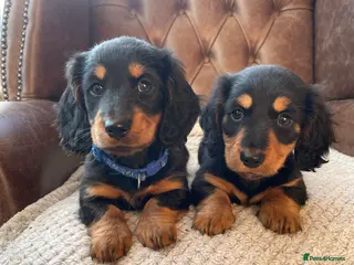 Miniature Dachshund dogs Miniature longhaired dachshund puppies - Advert 13