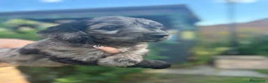 Cockapoo 4