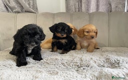 Cockapoo dogs for sale: Licenced breeder Beautiful F1 cockapoos  - Image 1