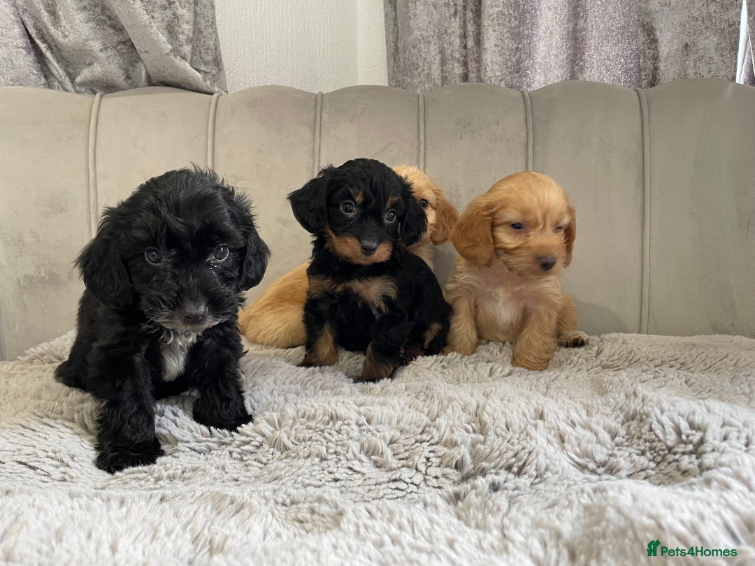 Cockapoo dogs for sale: Licenced breeder Beautiful F1 cockapoos  - Image 1