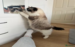 Ragdoll cats for sale: Ragdoll girl !!!  - Image 11