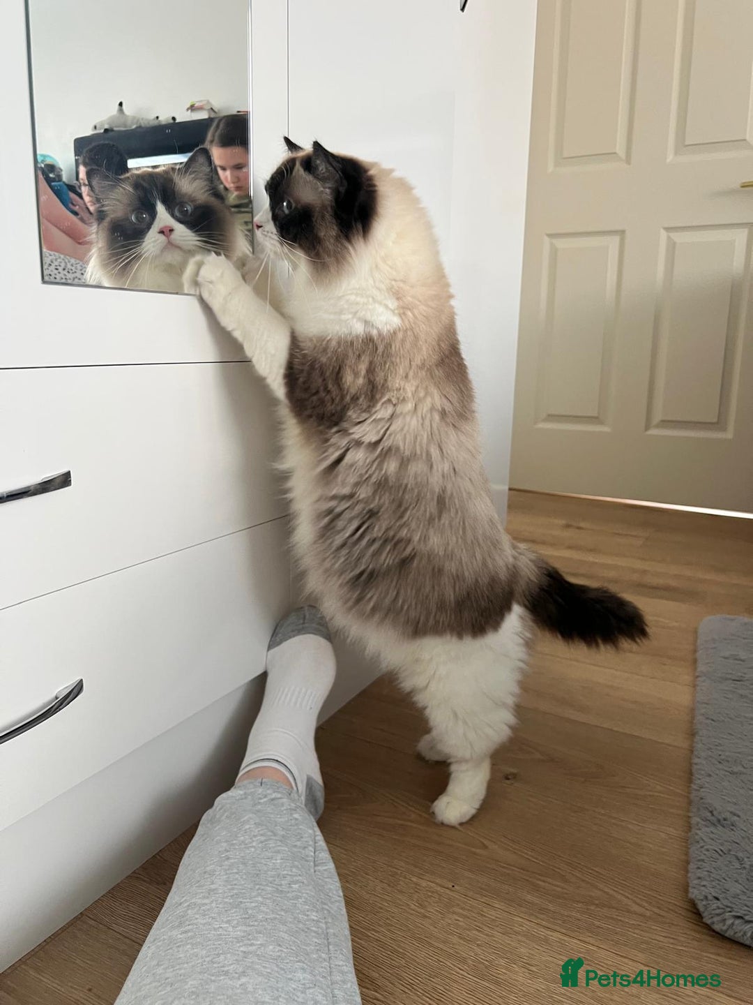 Ragdoll cats for sale: Ragdoll girl !!!  - Image 11