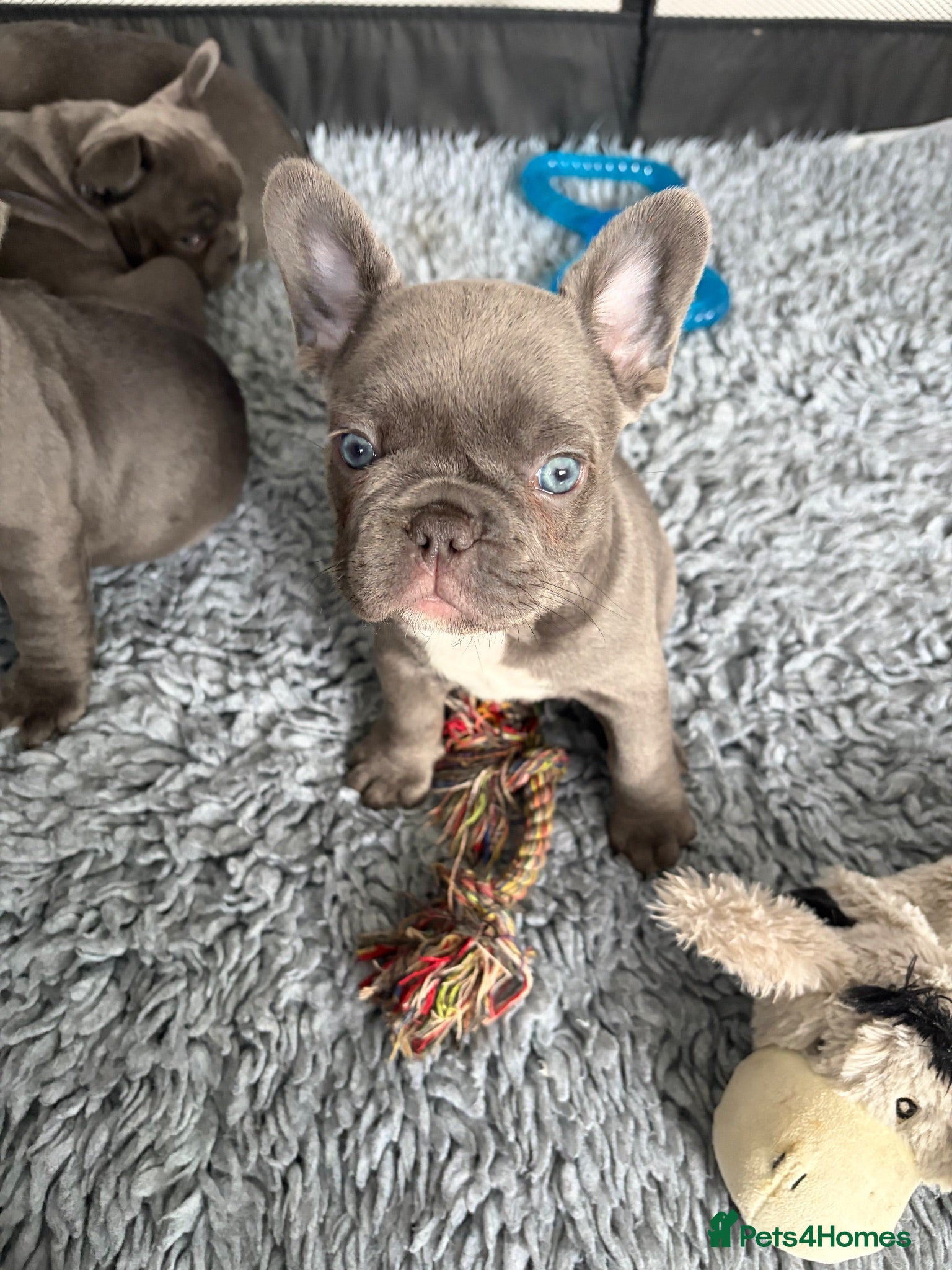 French Bulldog dogs aa blues lilacs  Frenchie pups  - Advert 22