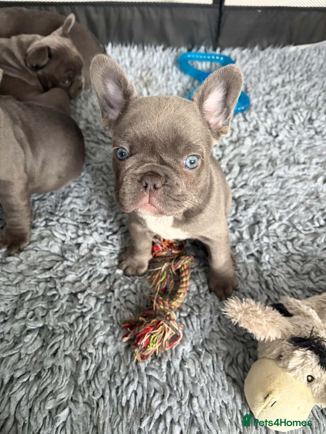 French Bulldog dogs for sale: aa blues lilacs  Frenchie pups  - Advert 1