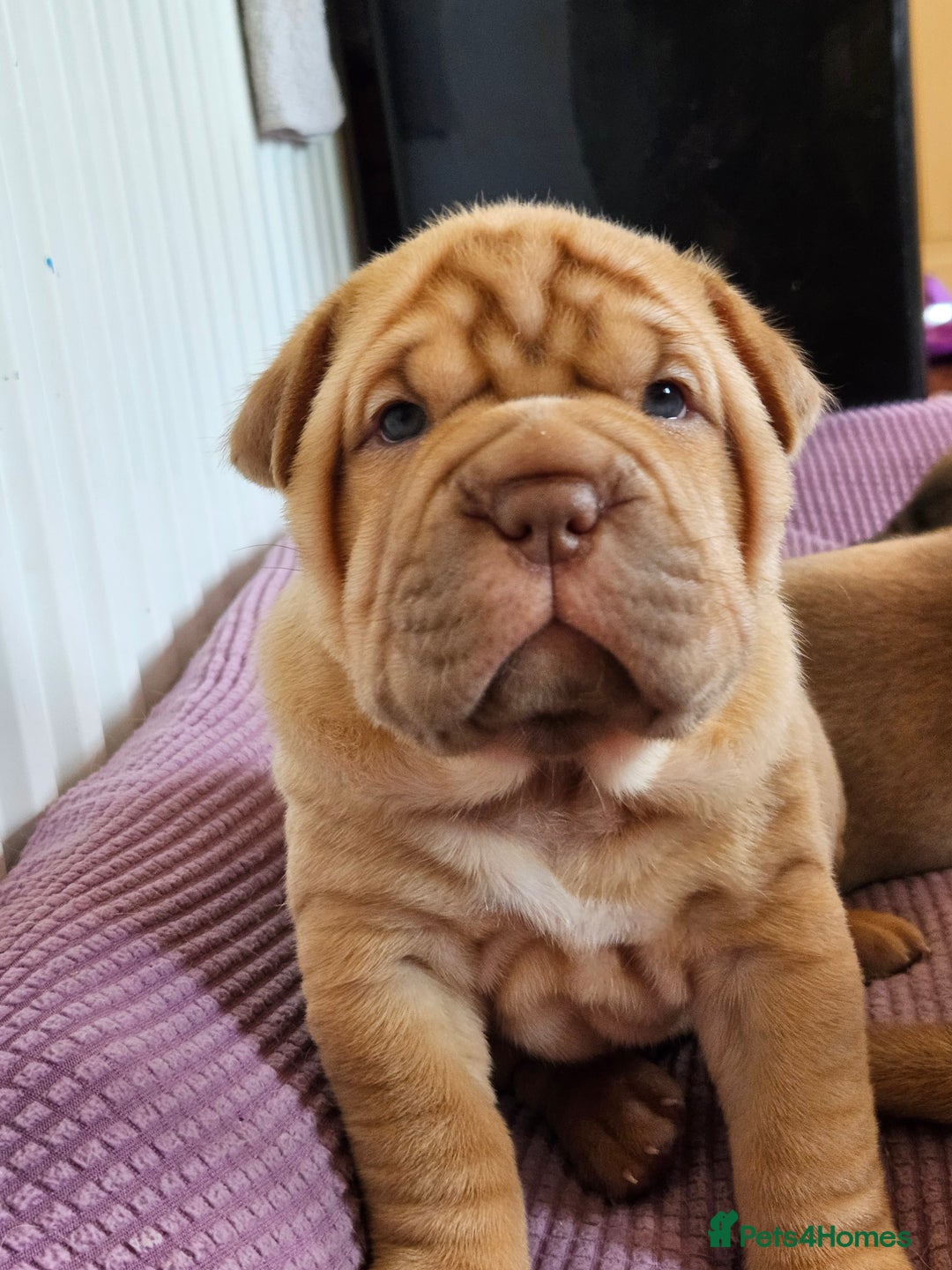 Shar Pei dogs for sale: Shar Pei puppies (READY TO GO NOW) - Image 13