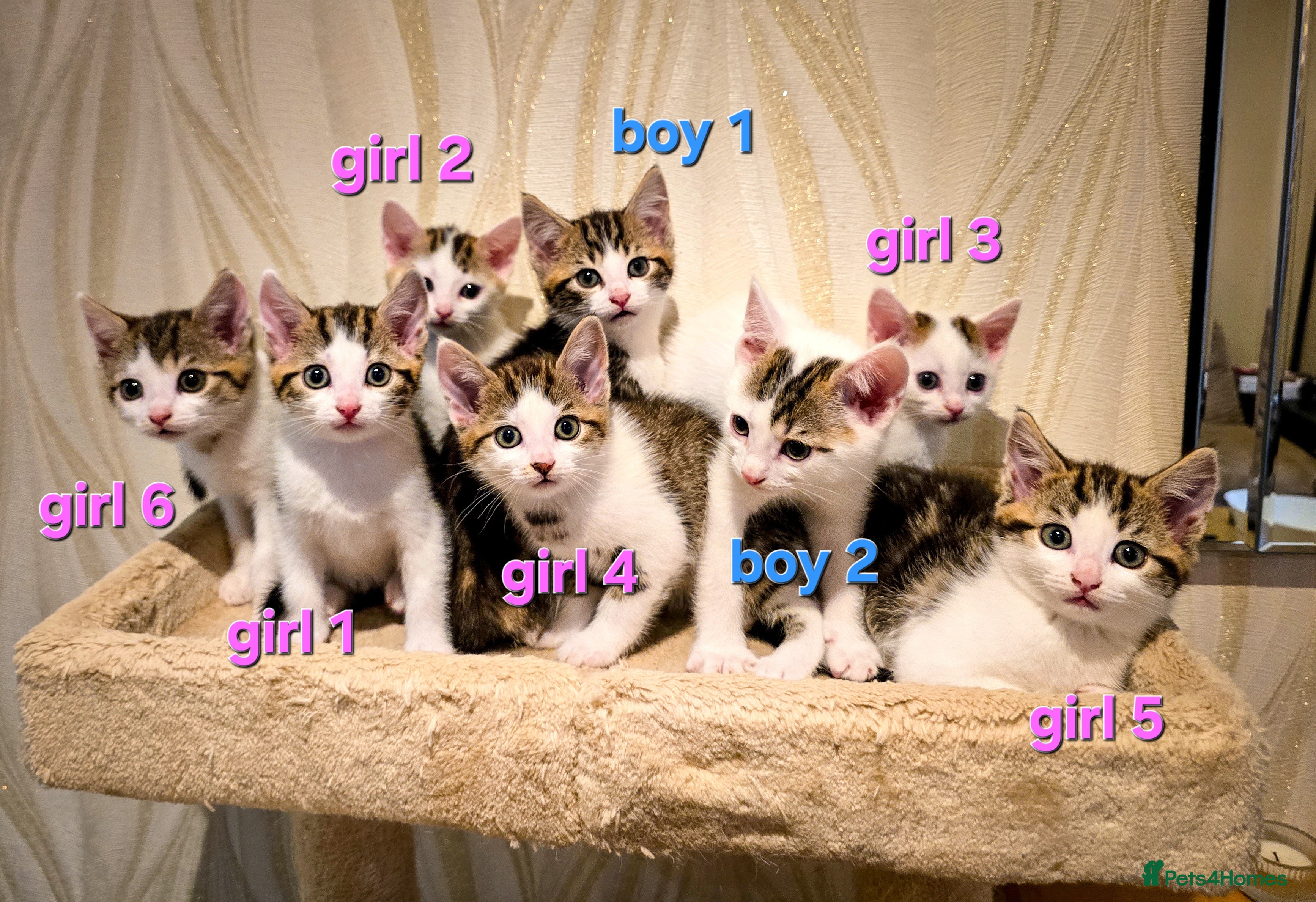 Mixed Breed cats 8 Adorable Kittens Looking for Their New Homes - Advert 2