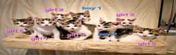 Mixed Breed cats for sale: 8 Adorable Kittens Looking for Their New Homes - Advert 2